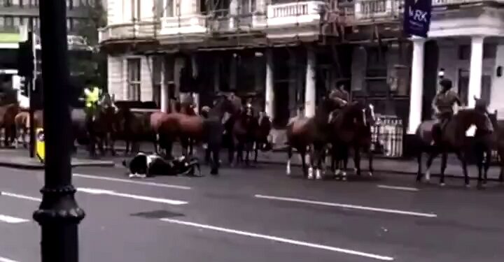 VIDEO | Moped Rider Tries To Overtake Royal Horse Guard Too Close & Gets Kicked By A Horse