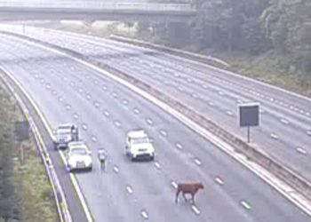 Daisy the cow causes rush hour chaos on M25