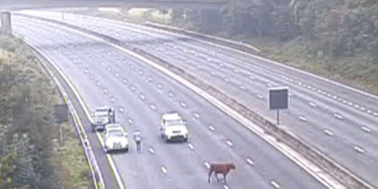 Daisy the cow causes rush hour chaos on M25