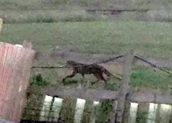 Trucker spots 2 metre long Big Cat near Middlewich