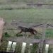 Trucker spots 2 metre long Big Cat near Middlewich