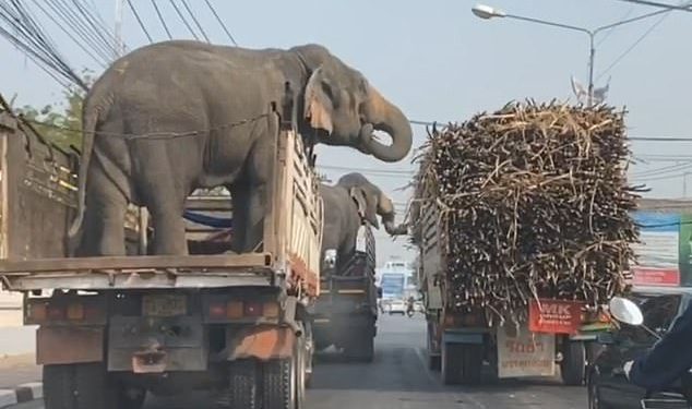 Sugar Cane load eaten by passing elephant!