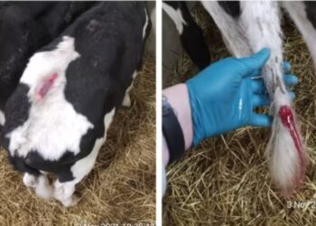 Livestock haulier guilty of causing ‘unnecessary suffering’ to young calves