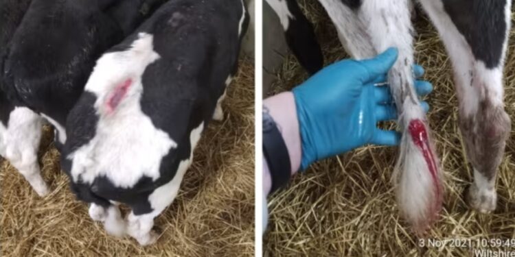Livestock haulier guilty of causing ‘unnecessary suffering’ to young calves