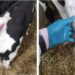 Livestock haulier guilty of causing ‘unnecessary suffering’ to young calves