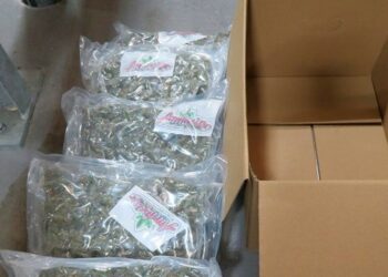 Trucker arrested after £6m worth of cannabis found at NI port