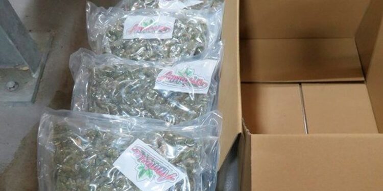 Trucker arrested after £6m worth of cannabis found at NI port