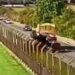 VIDEO | Tractor driver sentenced for crushing car