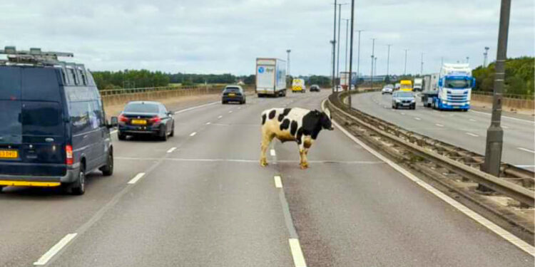 Cow Chaos Causes M6 Closure